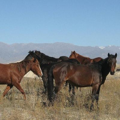 Mmmmm horses tasty 1